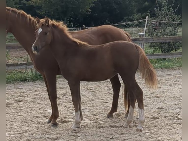 Pony tedesco Stallone Puledri (04/2026) Sauro scuro in Bad König