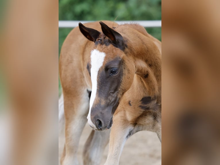 Pony tedesco Stallone Puledri (04/2026) Sauro scuro in Eydelstedt