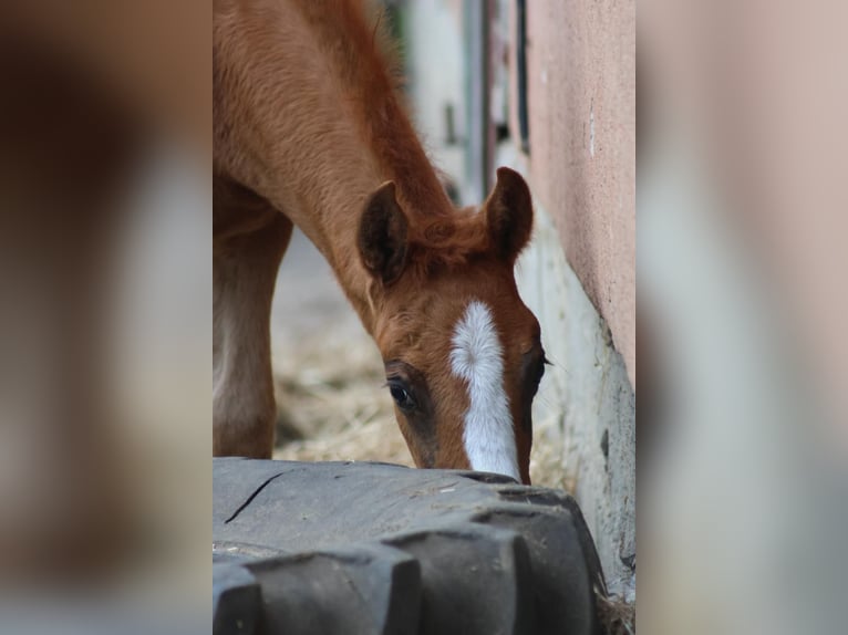 Pony tedesco Stallone Puledri (03/2026) Sauro scuro in Roseburg