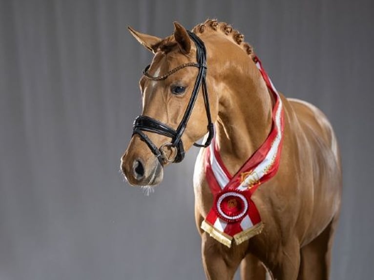 Pony tedesco Stallone Sauro in Bedburg