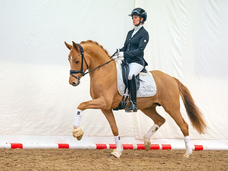 Pony tedesco Stallone Sauro in Bedburg