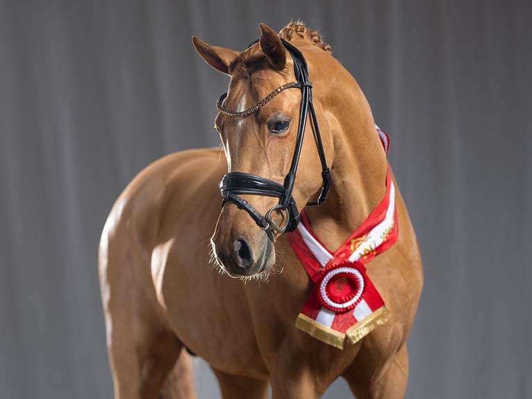 Pony tedesco Stallone Sauro in Bedburg