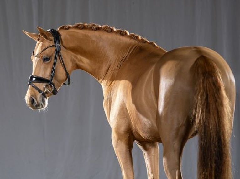 Pony tedesco Stallone Sauro in Bedburg