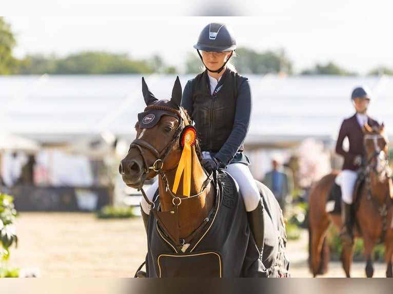 Pony tedesco Stallone Sauro in Coesfeld