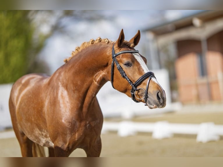 Pony tedesco Stallone Sauro in Esens