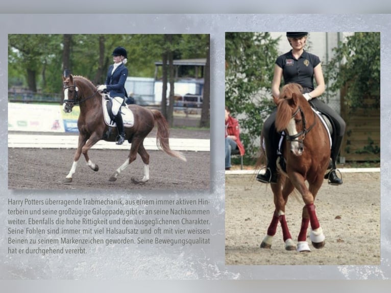 Pony tedesco Stallone Sauro in Achim