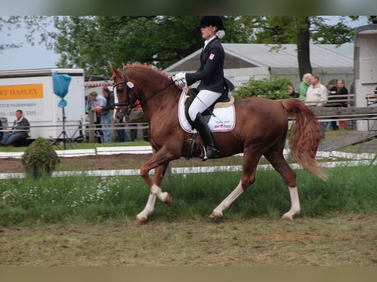 Pony tedesco Stallone Sauro in Achim