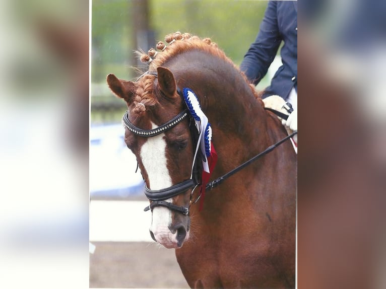 Pony tedesco Stallone Sauro in Achim