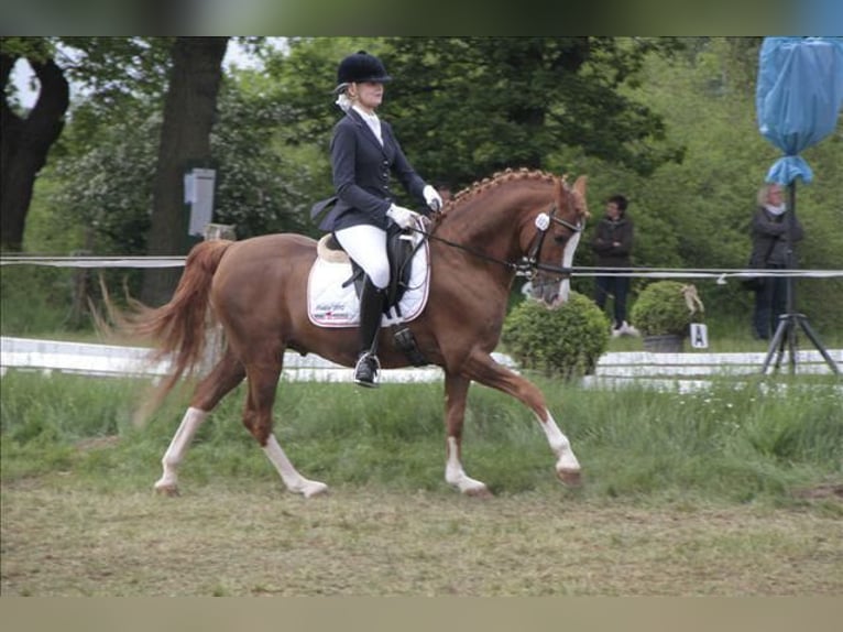 Pony tedesco Stallone Sauro in Achim