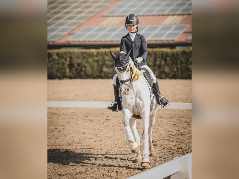 Pony zum Leasen gesucht - mit Perspektive Pony zum Leasen gesucht - mit Perspektive