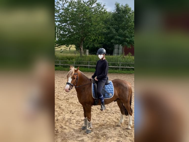 Pony zur Verfügung gesucht (mit späterer Kaufoption) In Schleswig Holstein