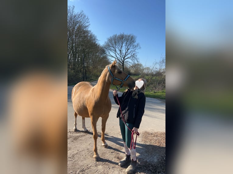 Pony zur Verfügung gesucht (mit späterer Kaufoption) In Schleswig Holstein