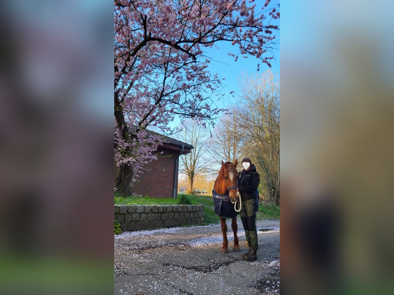 Pony zur Verfügung gesucht (mit späterer Kaufoption) In Schleswig Holstein