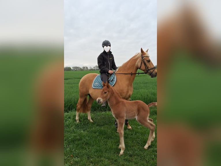 Pony zur Verfügung gesucht (mit späterer Kaufoption) In Schleswig Holstein