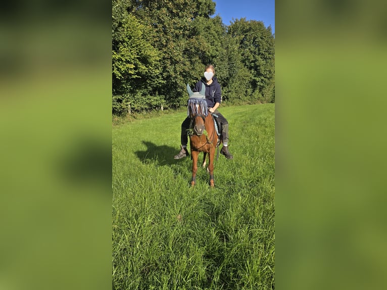 Pony zur Verfügung gesucht (mit späterer Kaufoption) In Schleswig Holstein
