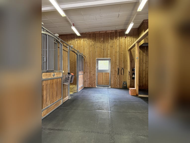 Ponydressage rider looking for a pony to lease or loan