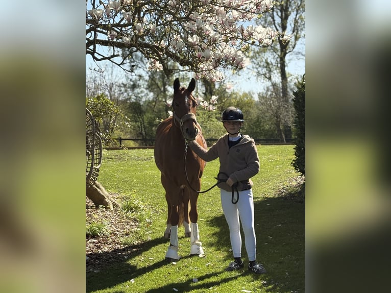 Ponydressage rider looking for a pony to lease or loan