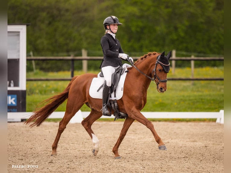 Ponydressage rider looking for a pony to lease or loan