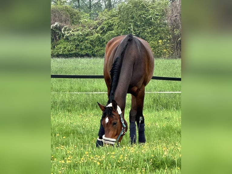 Pony/Kleinpferd zur Verfügung gesucht