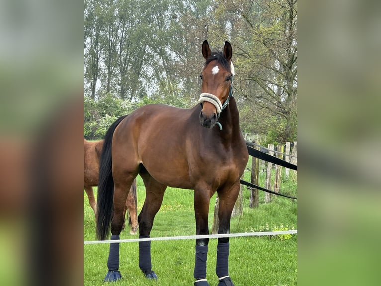 Pony/Kleinpferd zur Verfügung gesucht