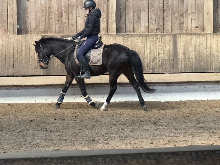 Pony/Pferd zur Verfügung gesucht