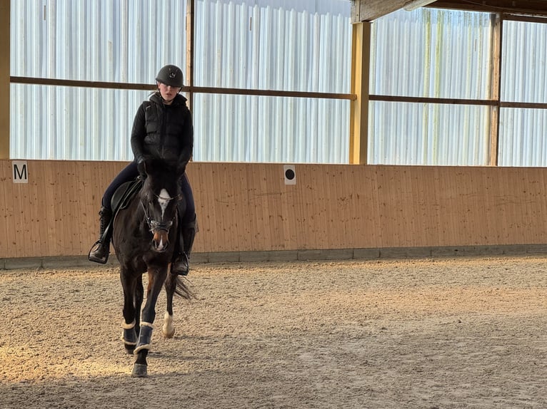 Pony/Pferd zur Verfügung gesucht