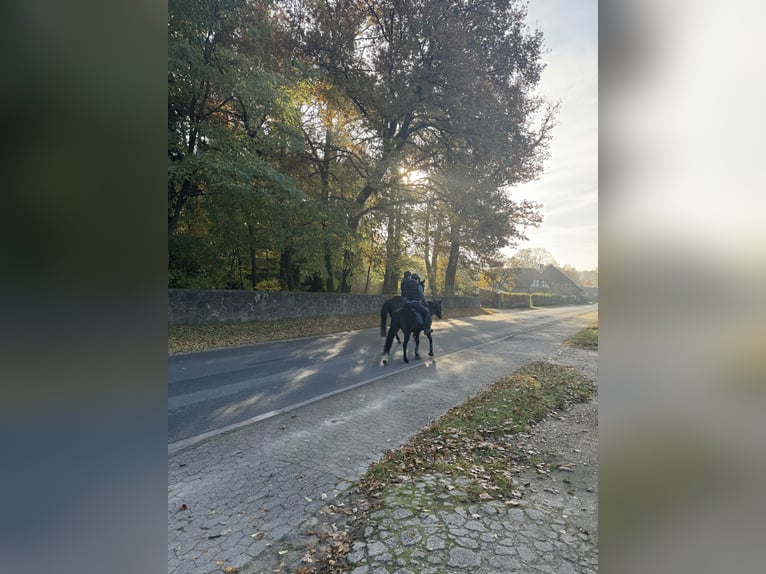 Pony/Pferd zur Verfügung gesucht