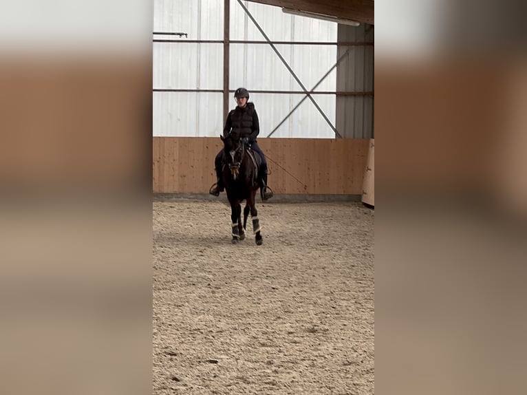 Pony/Pferd zur Verfügung gesucht