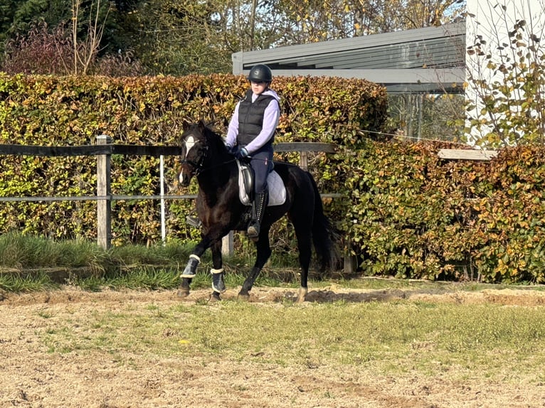 Pony/Pferd zur Verfügung gesucht