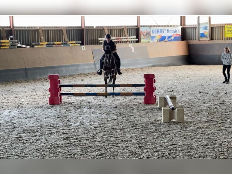 Pony/Pferd zur Verfügung gesucht