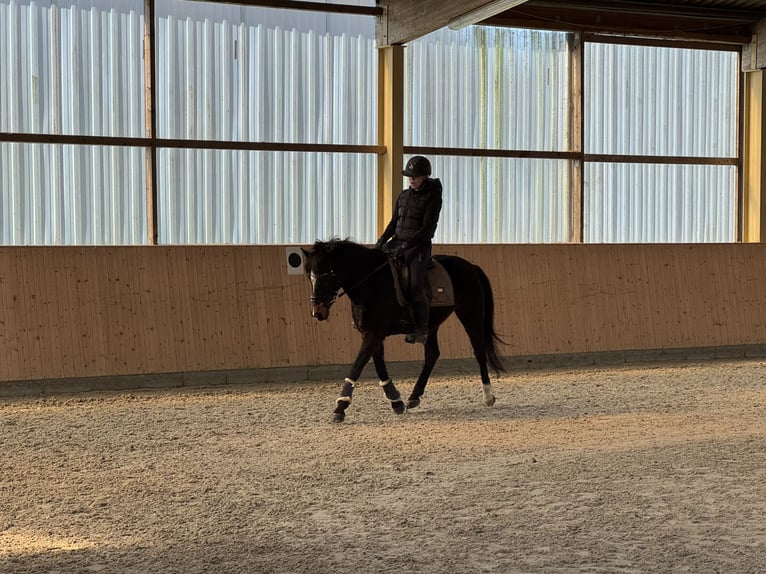 Pony/Pferd zur Verfügung gesucht