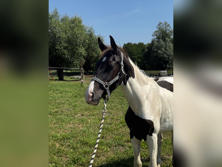 Pools halfbloed Hengst 1 Jaar Gevlekt-paard in Stańsk