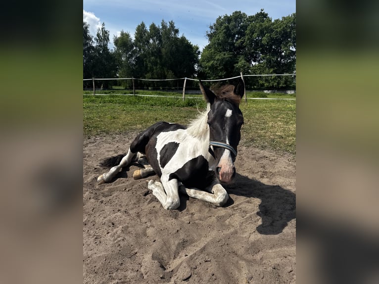 Pools halfbloed Hengst 1 Jaar Gevlekt-paard in Stańsk