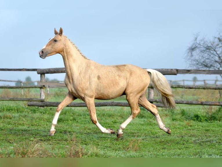 Pools halfbloed Hengst 2 Jaar 165 cm Palomino in Kamieniec Wroc