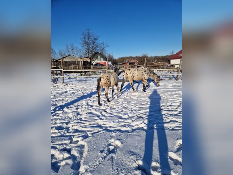 Pools halfbloed Hengst 2 Jaar Appaloosa in Tomaszów Lubelski