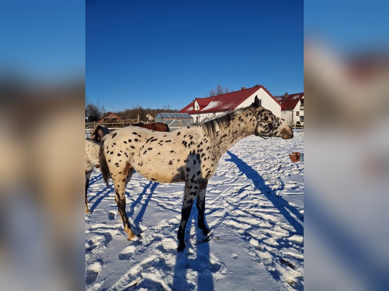 Pools halfbloed Hengst 2 Jaar Appaloosa in Tomaszów Lubelski
