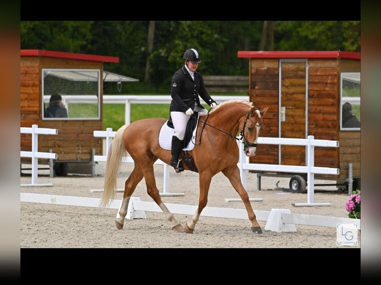 Pools halfbloed Hengst 3 Jaar 165 cm Palomino in Kamieniec Wroc