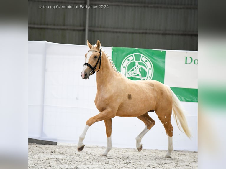 Pools halfbloed Hengst 3 Jaar 165 cm Palomino in Kamieniec Wroc