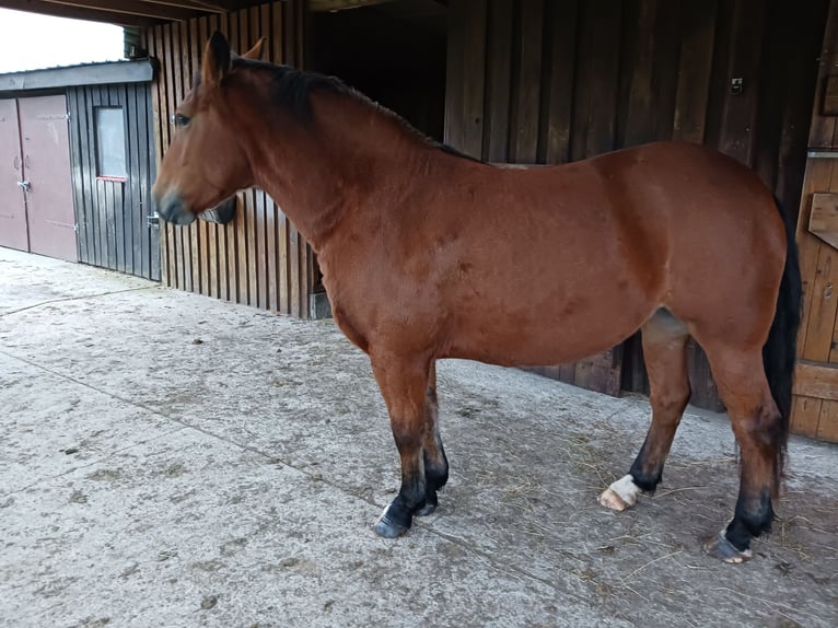 Pools halfbloed Hengst 5 Jaar 154 cm Bruin in Holstenniendorf