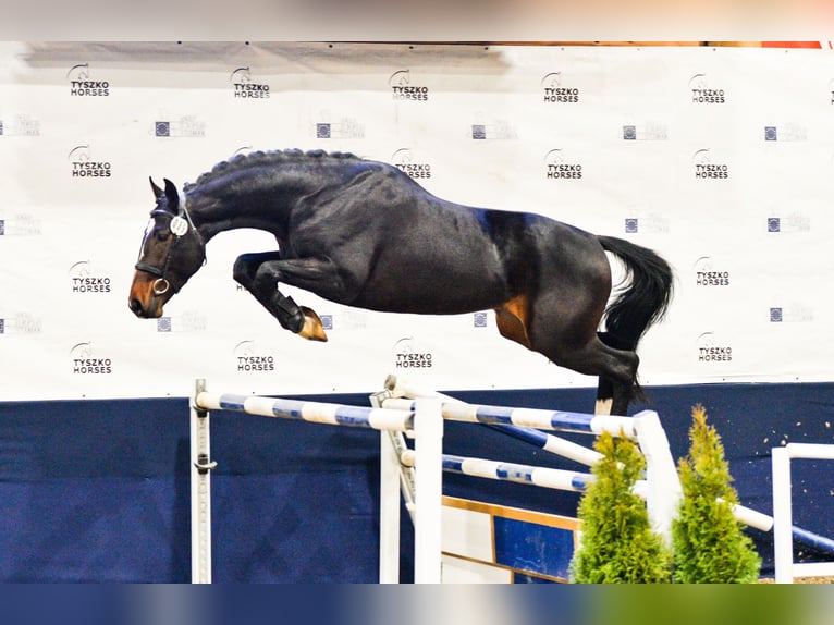 Pools halfbloed Hengst 7 Jaar 167 cm Zwartbruin in Przybyszewo