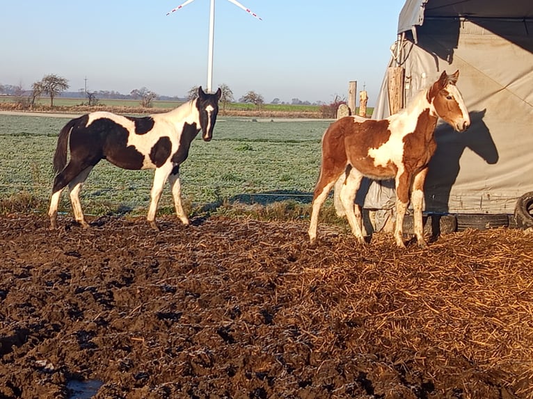 Pools halfbloed Mix Hengst Veulen (04/2025) 148 cm Tobiano-alle-kleuren in Ko&#x17A;min Wielkopolski