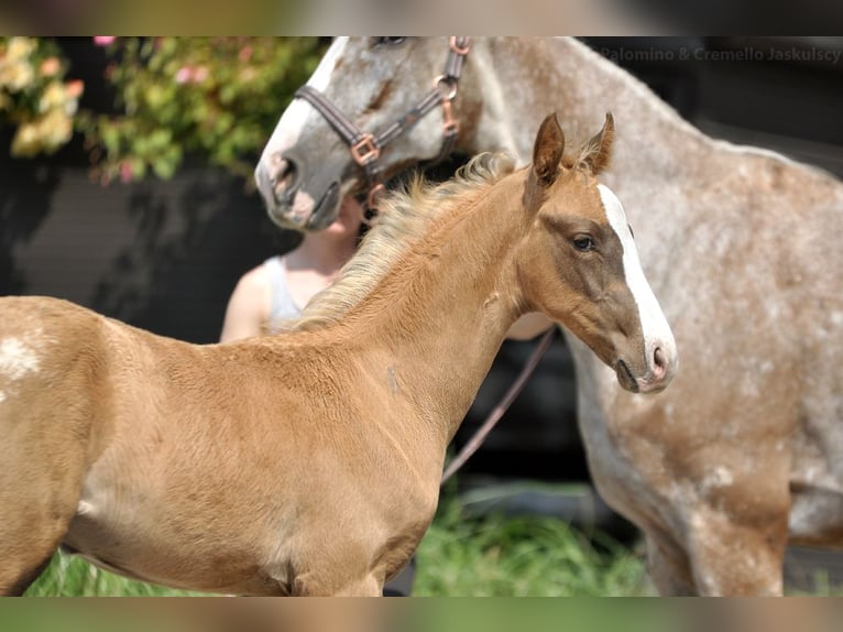 Pools halfbloed Hengst  167 cm Palomino in Piecowice