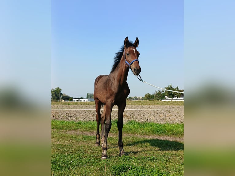 Pools halfbloed Hengst veulen (04/2024) 170 cm Bruin in Wolsztyn