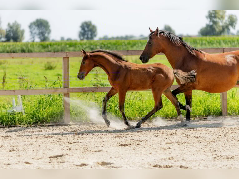 Pools halfbloed Hengst Veulen (05/2025) in Stalewo