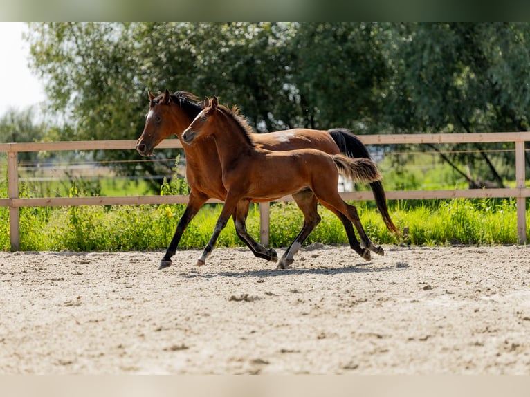 Pools halfbloed Hengst Veulen (05/2025) in Stalewo