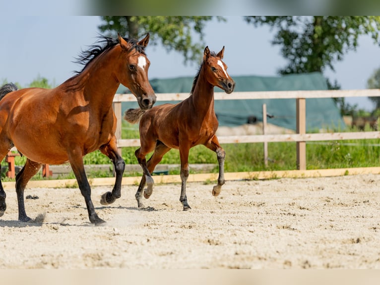 Pools halfbloed Hengst Veulen (05/2025) in Stalewo