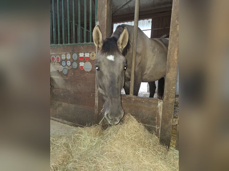 Pools halfbloed Mix Merrie 10 Jaar 163 cm Grullo in Illertissen