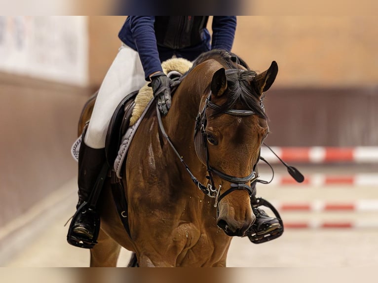 Pools halfbloed Merrie 10 Jaar 164 cm Roodbruin in Poznań