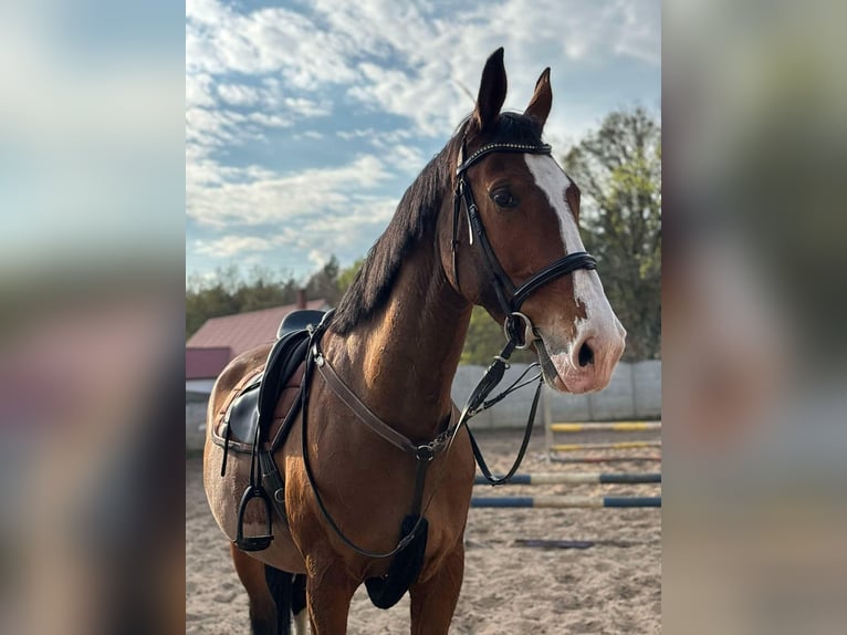Pools halfbloed Merrie 10 Jaar 165 cm Roodbruin in Lemierzyce