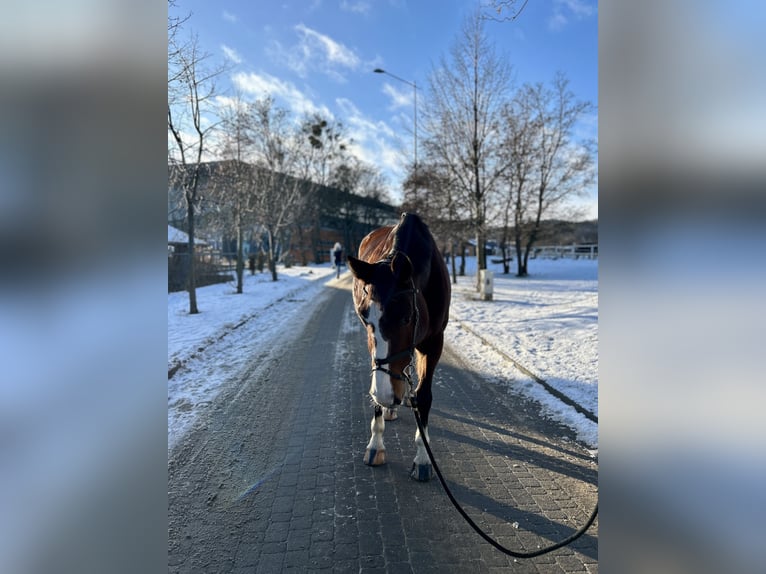 Pools halfbloed Merrie 10 Jaar 173 cm Bruin in Sopot